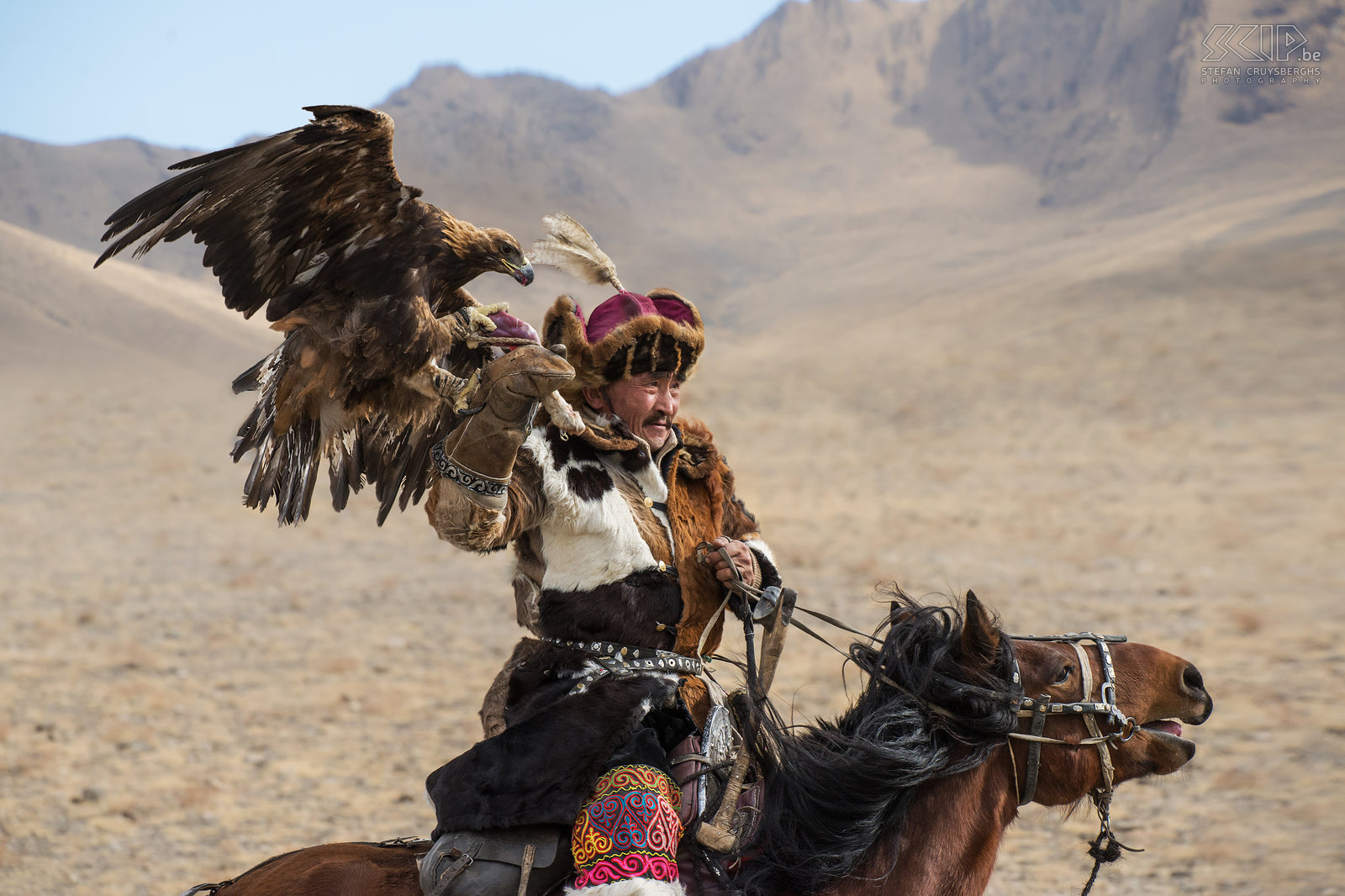 Ulgii - Golden Eagle Festival Een van de oudere en bekende Kazakse arendjagers tijdens de eerste wedstrijd. De snelste arenden hebben maar 14 seconden nodig om te prooi te pakken te krijgen. Stefan Cruysberghs